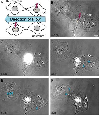 Fluid Shear Stress Enhances the Phagocytic Response of Astrocytes